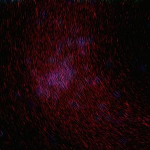 成人激情黄色小说
