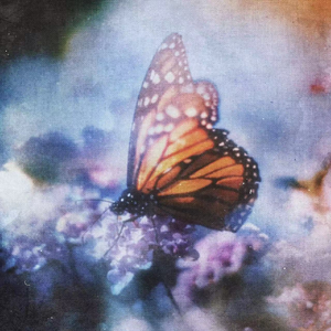 成人激情黄色小说
